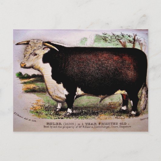 Carte postale Gauci Hereford Cattle (Devant)