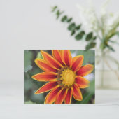 Carte postale Gazania (Debout devant)