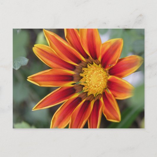 Carte postale Gazania (Devant)