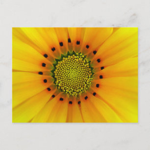 Carte Postale Gazania