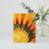 Carte Postale Gazania (Debout devant)