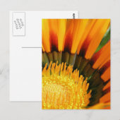 Carte Postale Gazania (Devant / Derrière)