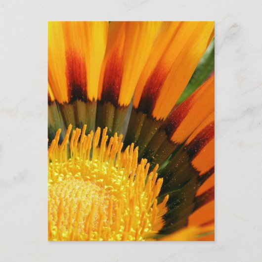 Carte Postale Gazania (Devant)