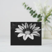 Carte Postale Gazania (Debout devant)