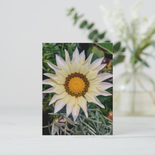 Carte Postale Gazania Flower jaune blanc (Debout devant)