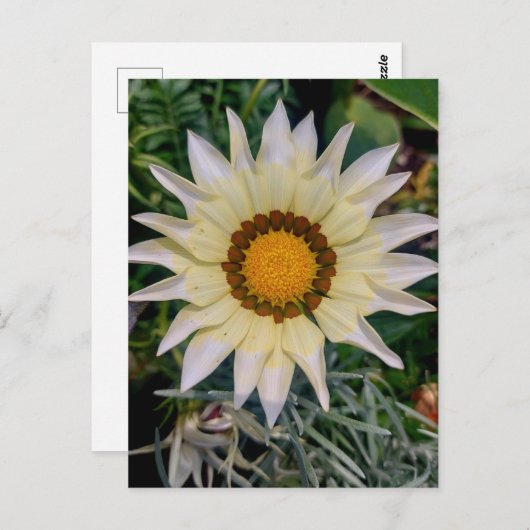 Carte Postale Gazania Flower jaune blanc (Devant / Derrière)