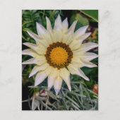 Carte Postale Gazania Flower jaune blanc (Devant)