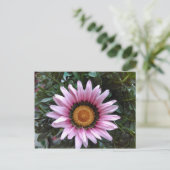 Carte Postale Gazania rose (Debout devant)