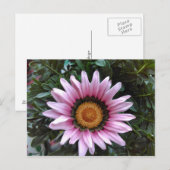 Carte Postale Gazania rose (Devant / Derrière)