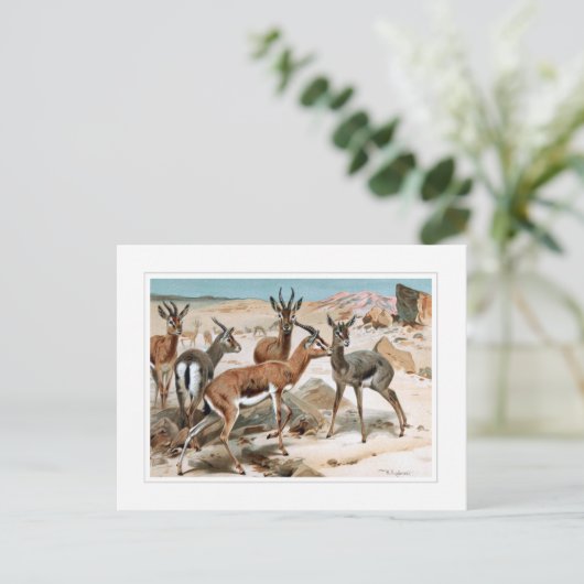 Carte Postale Gazelle (Debout devant)