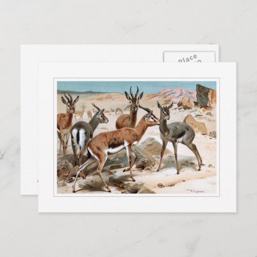 Carte Postale Gazelle (Devant / Derrière)