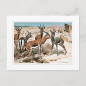 Carte Postale Gazelle (Devant)