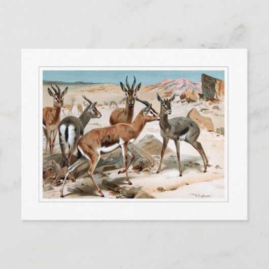 Carte Postale Gazelle (Devant)