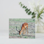 Carte Postale gazelle (Debout devant)