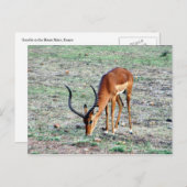 Carte Postale gazelle (Devant / Derrière)