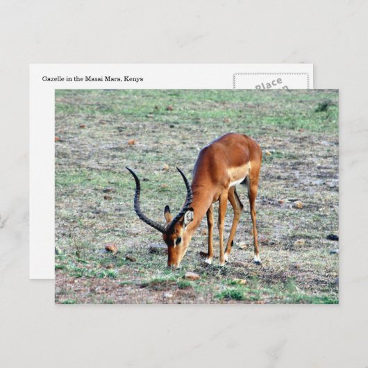 Carte Postale gazelle (Devant / Derrière)