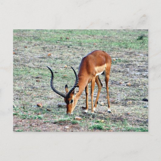 Carte Postale gazelle (Devant)