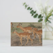 Carte Postale gazelle de mara (Debout devant)