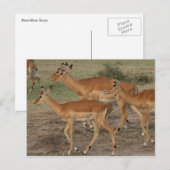 Carte Postale gazelle de mara (Devant / Derrière)