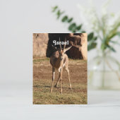 Carte Postale Gazelle israélienne (Debout devant)
