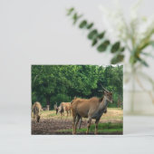 Carte Postale Gazelles (Debout devant)