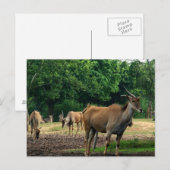 Carte Postale Gazelles (Devant / Derrière)