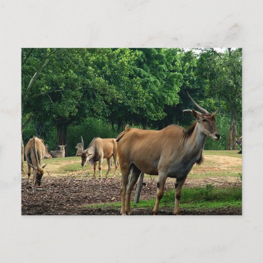 Carte Postale Gazelles (Devant)
