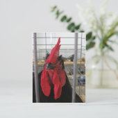 Carte Postale Gazer le poulet (Debout devant)