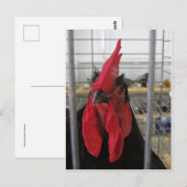 Carte Postale Gazer le poulet (Devant / Derrière)