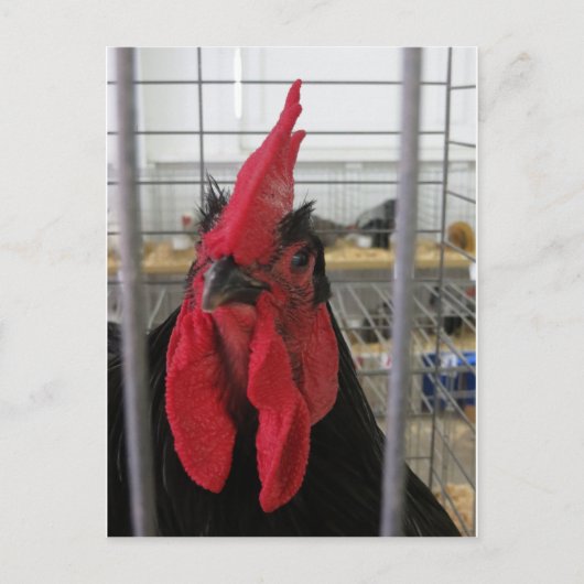 Carte Postale Gazer le poulet (Devant)
