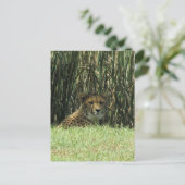 Carte Postale gazon de guépard (Debout devant)