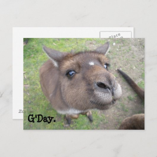 Carte Postale G'day. (Devant / Derrière)