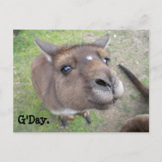 Carte Postale G'day.
