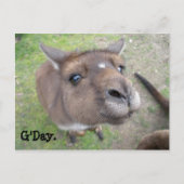 Carte Postale G'day. (Devant)