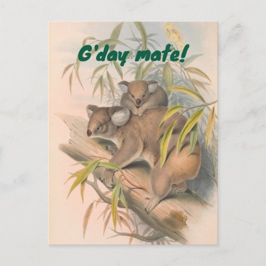 Carte Postale G'day Mate Australian Greeting avec Koalas (Devant)