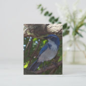 Carte Postale Geai à queue rousse (Debout devant)