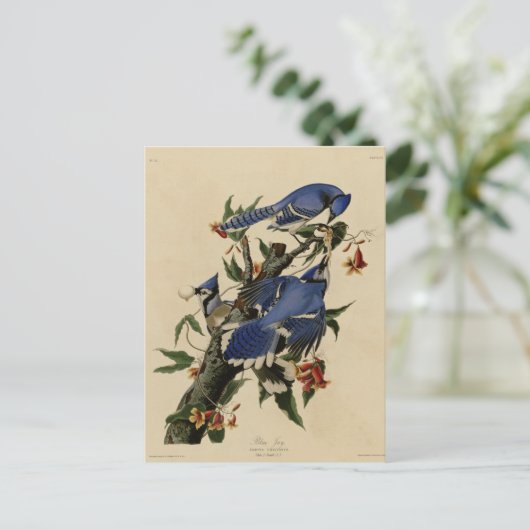 Carte Postale Geai bleu (Debout devant)