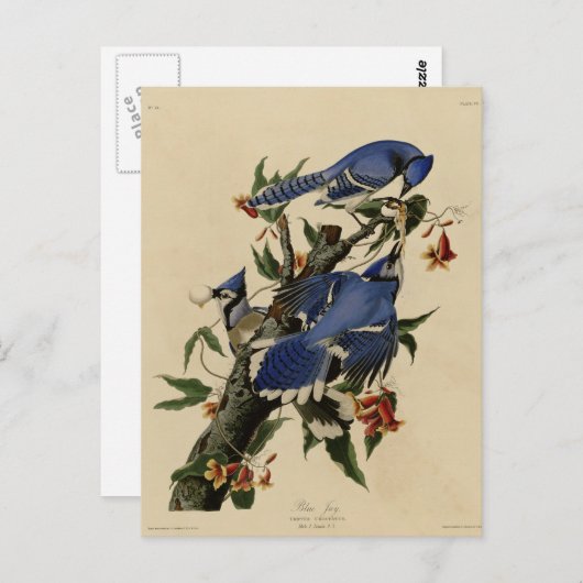 Carte Postale Geai bleu (Devant / Derrière)