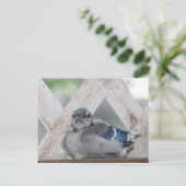 Carte Postale Geai Bleu Bébé (Debout devant)
