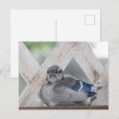 Carte Postale Geai Bleu Bébé (Devant / Derrière)
