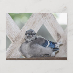 Carte Postale Geai Bleu Bébé