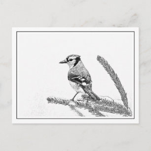 Carte Postale Geai bleu en hiver