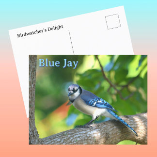 Carte Postale Geai Bleu Photographie De Nature Personnalisable