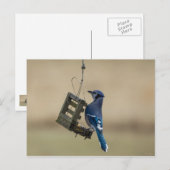 Carte Postale Geai bleu se balançant (Devant / Derrière)
