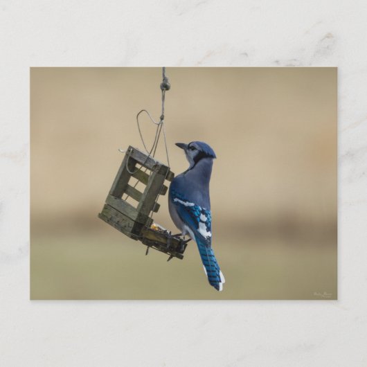 Carte Postale Geai bleu se balançant (Devant)