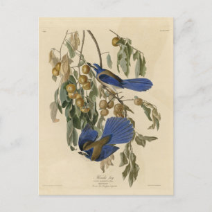 Carte Postale Geai de Floride (Geai des broussailles) Audubon's