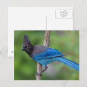 Carte Postale Geai de Steller 1 (Devant / Derrière)