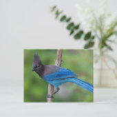 Carte Postale Geai de Steller 1 (Debout devant)