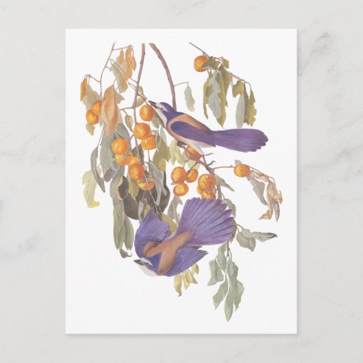Carte Postale Geai des Florides bleu d'Audubon avec des oranges (Devant)