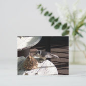 Carte Postale Geai gris et Bell (Debout devant)